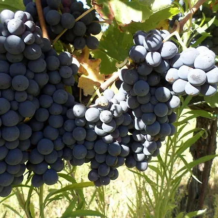 Tenuta Rocchi *
